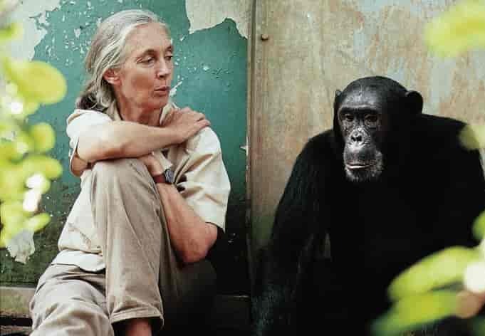 image portrait Jane Goodall